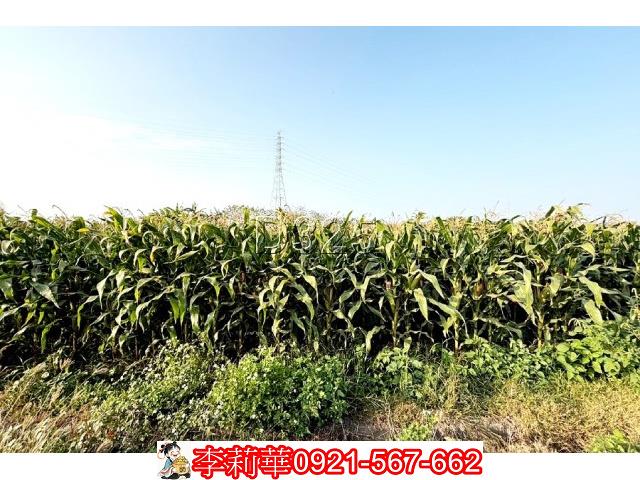 台南新營農地-8