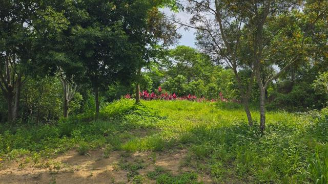 北埔農地-12