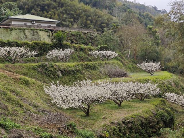 苗栗泰安農地-2