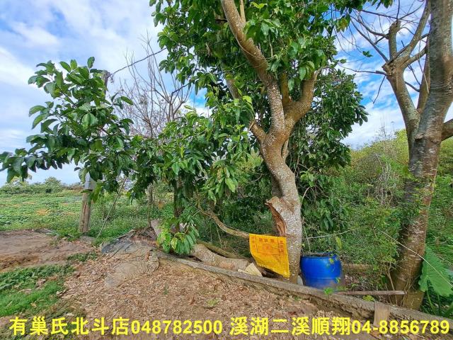 南投名間農地-14