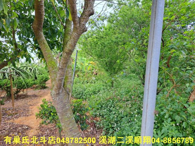 南投名間農地-6