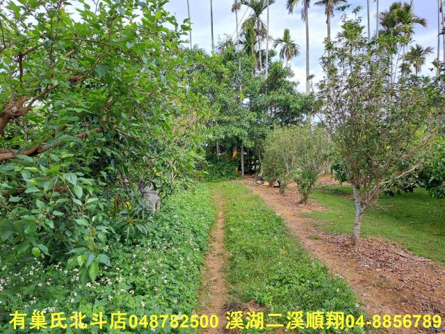 南投名間農地-7