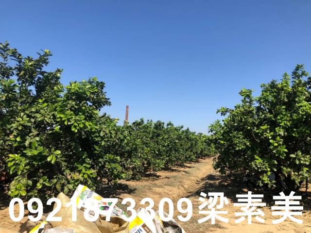 下營農地-2