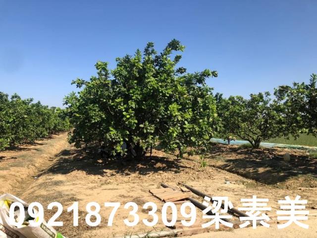 下營農地-3