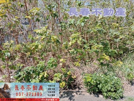 苗栗苗栗市建地-3