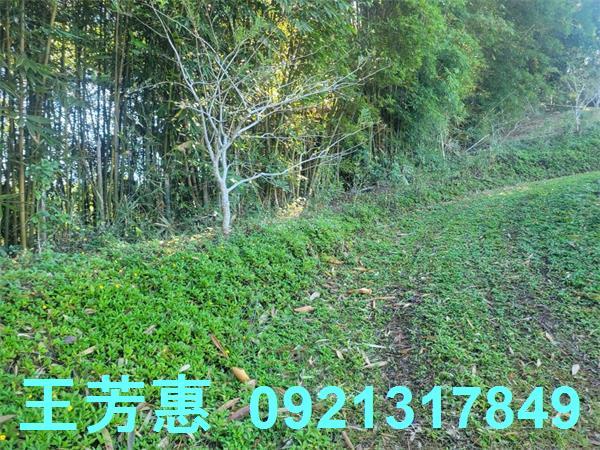 苗栗農地-10