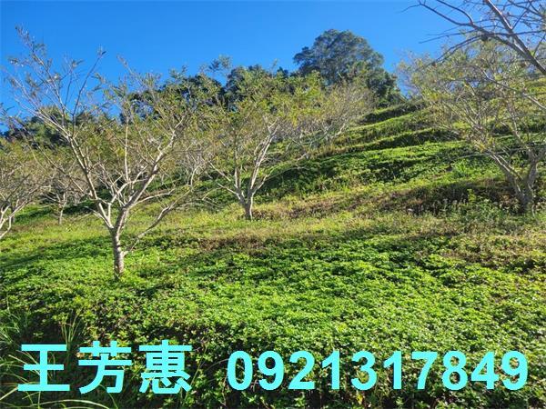 苗栗農地-11