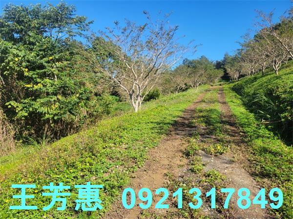 苗栗農地-3