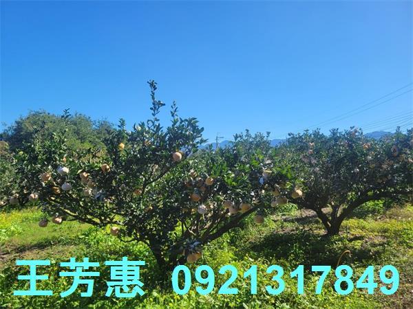 苗栗農地-2