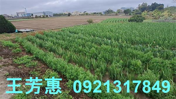 台中農地-1