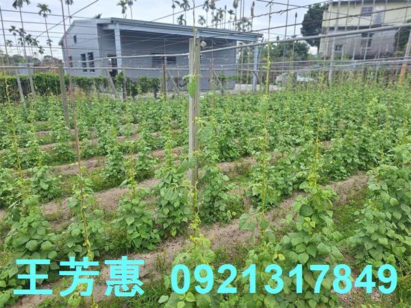 台中石岡農地-1
