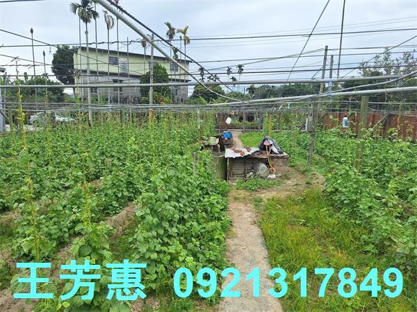 台中石岡農地-4
