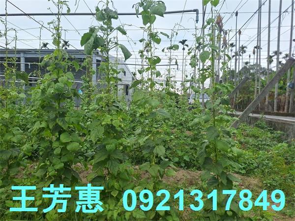 台中石岡農地-7