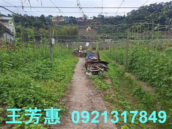 台中石岡農地-9