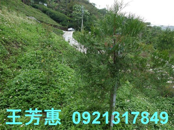 台中東勢農地-10