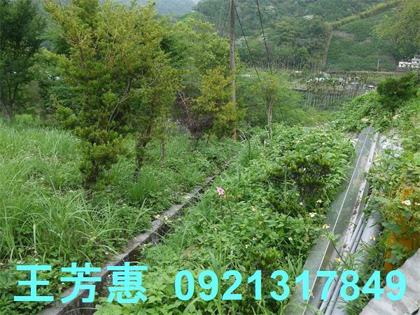台中東勢農地-5