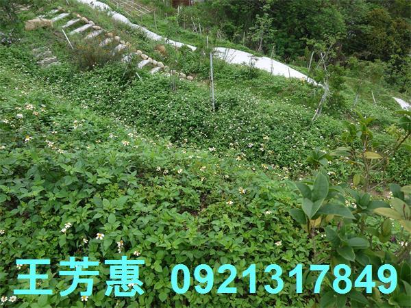 台中東勢農地-9