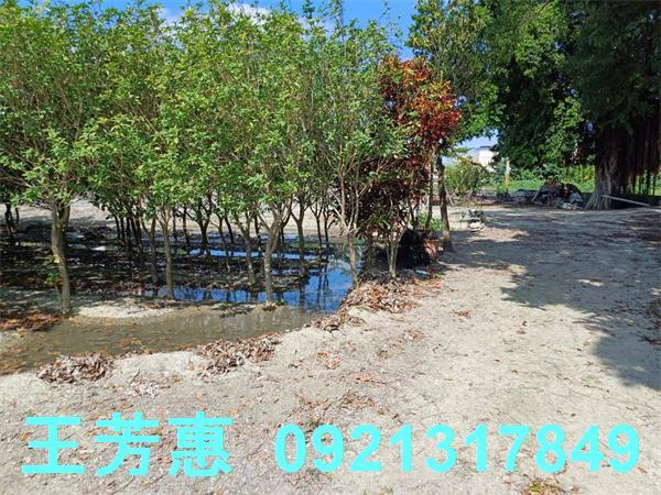 彰化溪州建地-8
