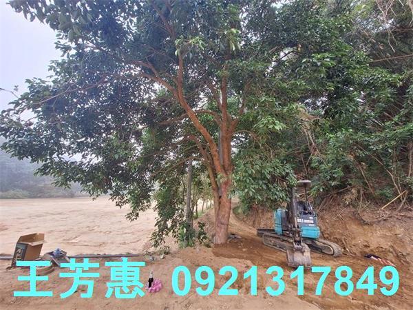 苗栗苑裡農地-11