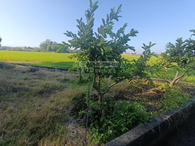 嘉義農地-9