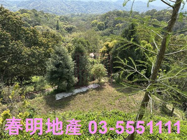新竹關西林地-1
