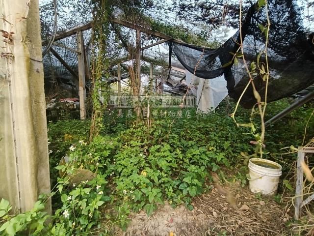 中埔農地-8