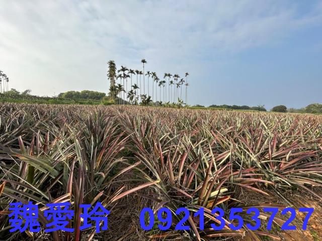 名間農地-10
