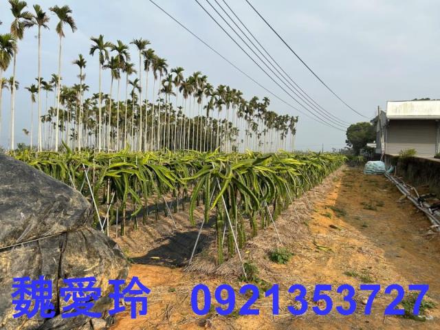 名間農地-8