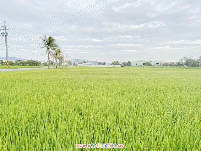 高雄岡山農地-1
