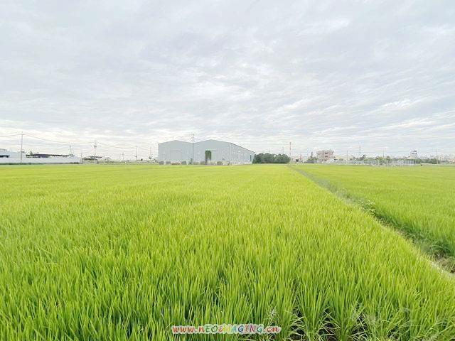 高雄岡山農地-4