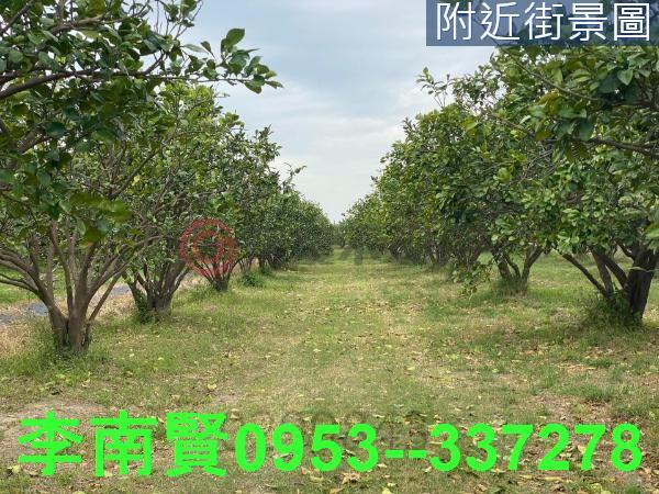 麻豆農地-10