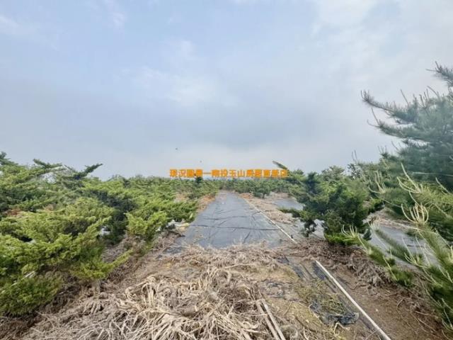 名間農地-3