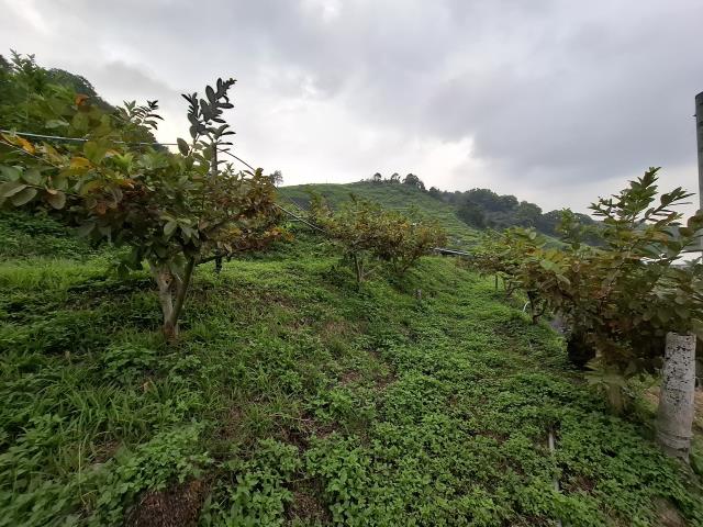 東勢農地-14