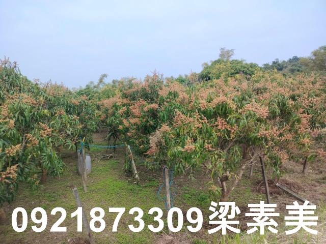 田寮農地-3