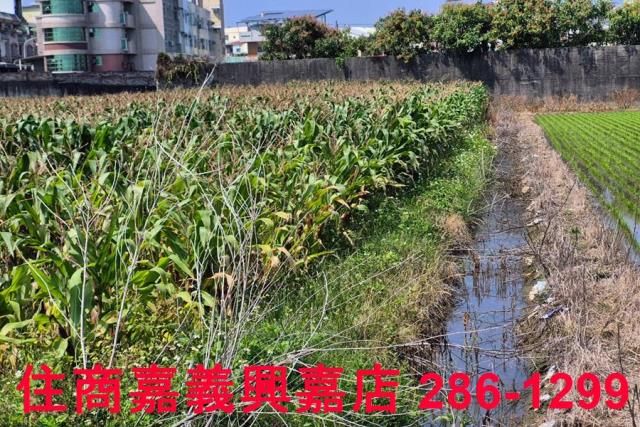 水上農地-8