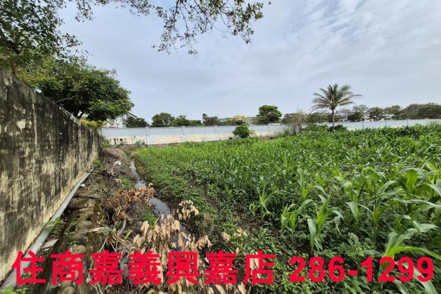 水上農地-3