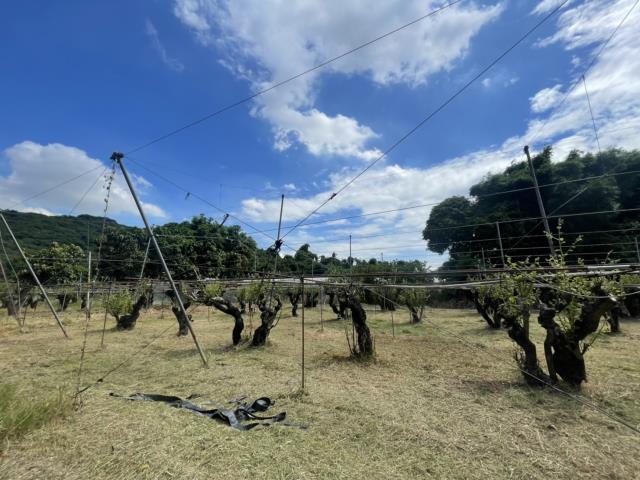高雄燕巢農地-12