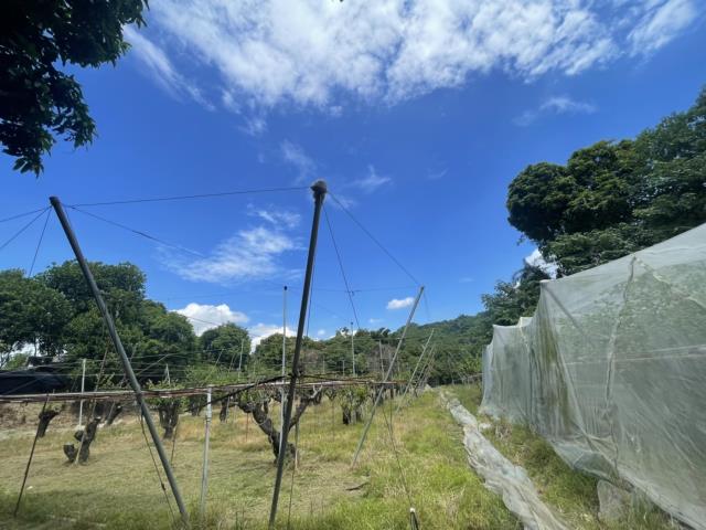 高雄燕巢農地-9