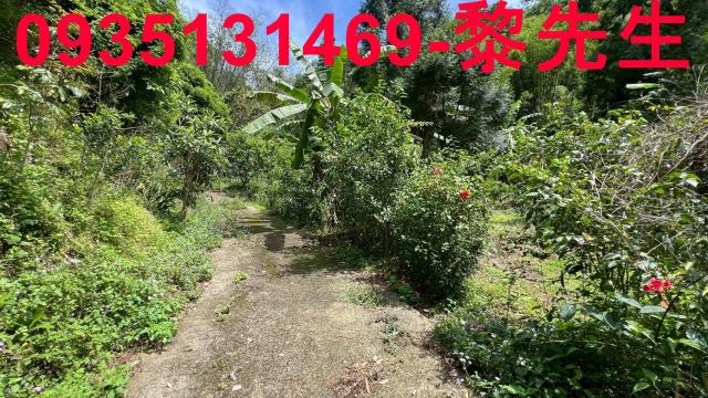 新竹橫山林地-11