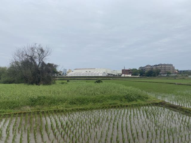 中壢農地-6