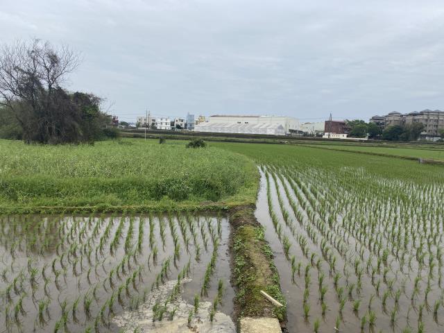 中壢農地-8