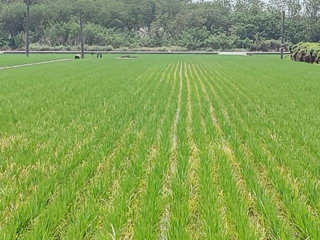 竹塘農地-10