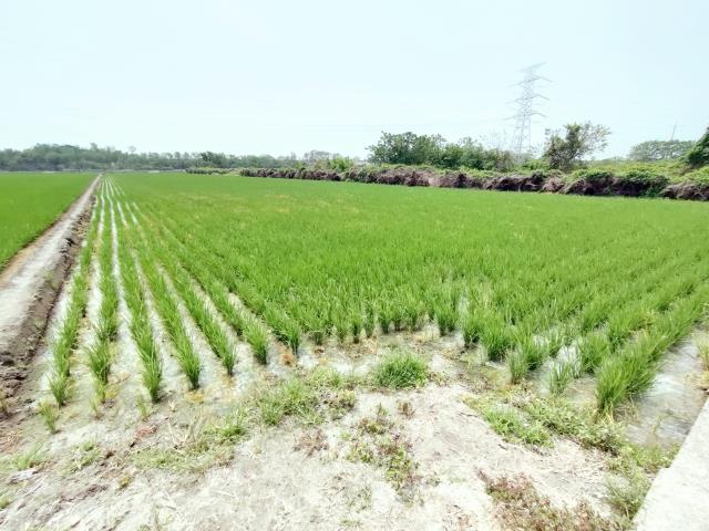 竹塘農地-4