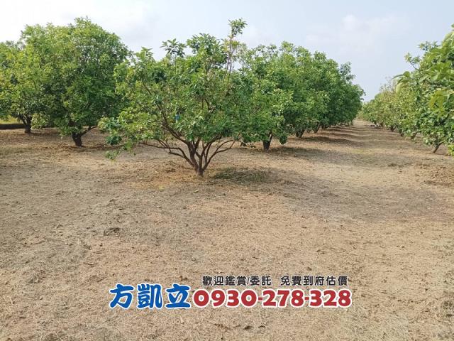 麻豆農地-8