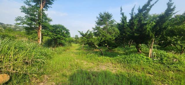 新竹湖口農地-6