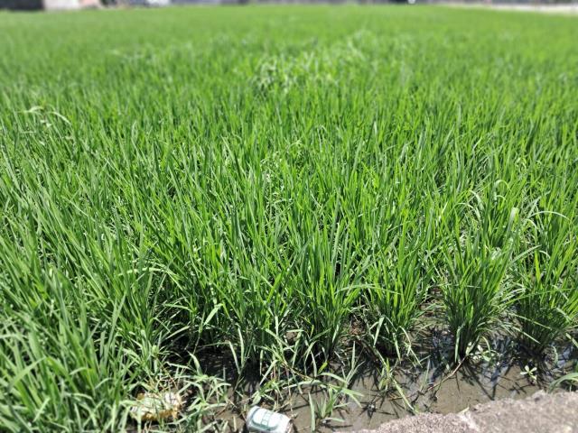 桃園蘆竹農地-1