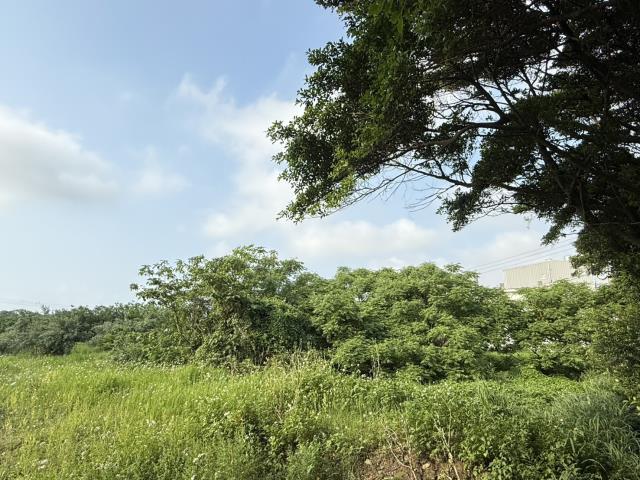 桃園大園農地-3