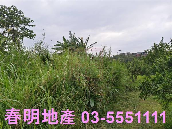 峨眉農地-9
