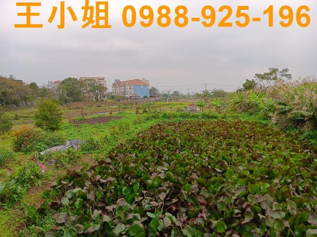 桃園農地-13