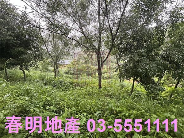新竹寶山林地-8